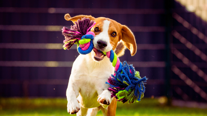 Dayton Pets